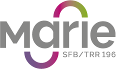 Logo von "marie SFB/TRR 196": Der Schriftzug „marie“ ist in grauer, abgerundeter Kleinbuchstaben-Schrift gehalten. Darüber und darunter verlaufen zwei halbkreisförmige Bögen – oben in einem Farbverlauf von Magenta zu Grün, unten von Violett zu Magenta. Rechts unten steht in kleiner grauer Schrift „SFB/TRR 196“. Der Hintergrund ist transparent.