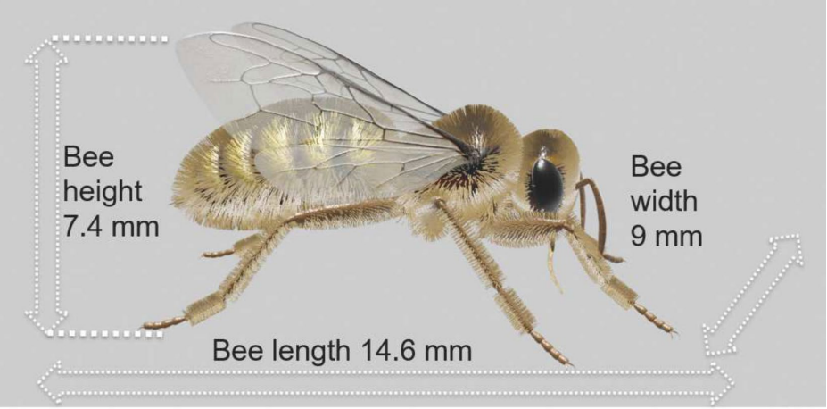 Seitliche Ansicht einer Biene mit Maßangaben: Länge 14,6 mm, Breite 9 mm, Höhe 7,4 mm. Die Maße sind mit Pfeilen und Texten um die Biene herum dargestellt.