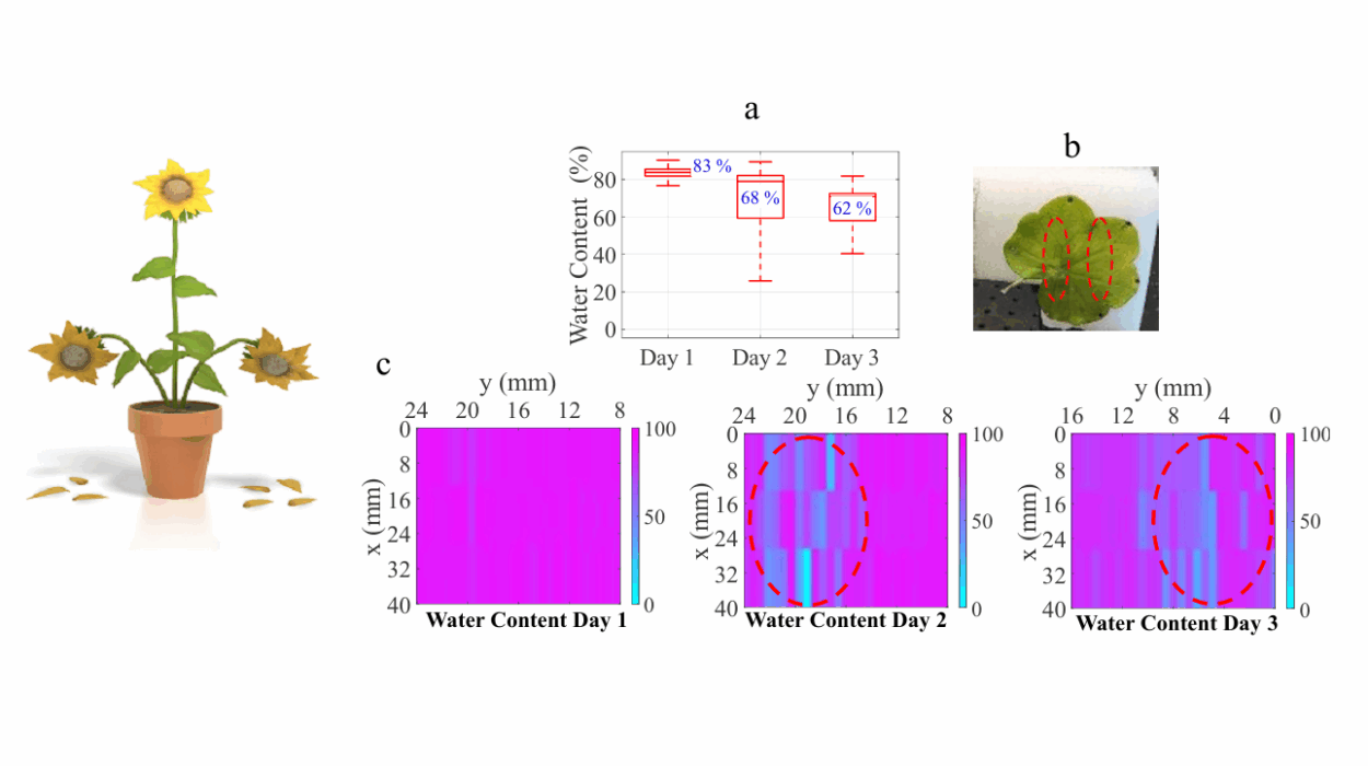 Links eine welkende Sonnenblume im Topf. Rechts oben (a) ein Diagramm mit abnehmendem Wassergehalt an drei Tagen (83 %, 68 %, 62 %). (b) zeigt ein markiertes Pflanzenblatt. Unten (c) drei Wärmebilder des Wassergehalts an den Tagen 1–3, mit deutlichen Unterschieden in der Blattmitte (rot markiert).