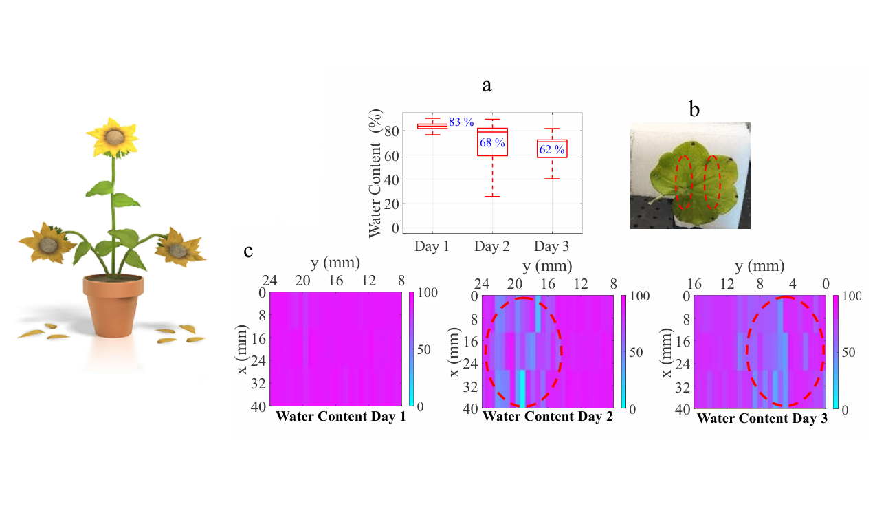 Links eine welkende Sonnenblume im Topf. Rechts oben (a) ein Diagramm mit abnehmendem Wassergehalt an drei Tagen (83 %, 68 %, 62 %). (b) zeigt ein markiertes Pflanzenblatt. Unten (c) drei Wärmebilder des Wassergehalts an den Tagen 1–3, mit deutlichen Unterschieden in der Blattmitte (rot markiert).