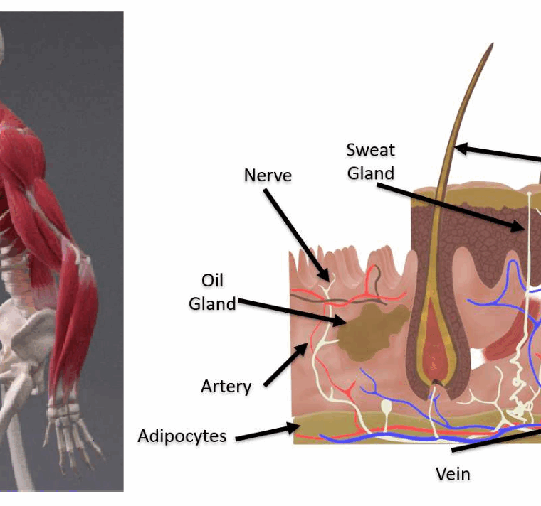 Zweiteiliges Schaubild: Links ein menschlicher Körper mit sichtbaren Muskeln und Knochen, beschriftet als „Muskel-Layer“ und „Bone-Layer“. Rechts ein Hautquerschnitt mit Haar, Drüsen, Nerven, Gefäßen und den Hautschichten: Epidermis, Dermis, Hypodermis.