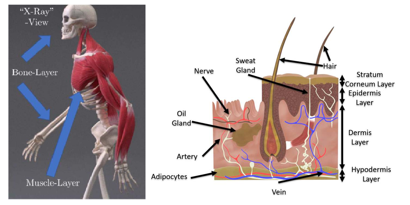 Zweiteiliges Schaubild: Links ein menschlicher Körper mit sichtbaren Muskeln und Knochen, beschriftet als „Muskel-Layer“ und „Bone-Layer“. Rechts ein Hautquerschnitt mit Haar, Drüsen, Nerven, Gefäßen und den Hautschichten: Epidermis, Dermis, Hypodermis.
